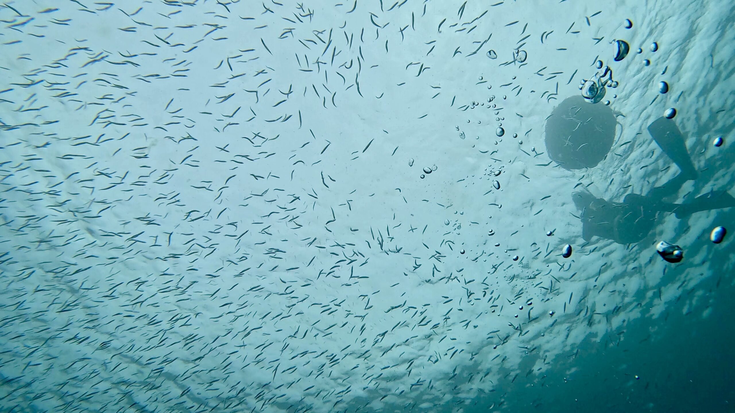 西岡先生 と ホンマでっかTV